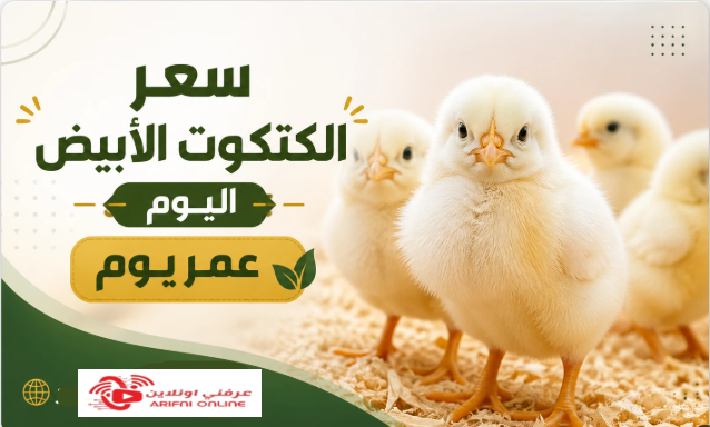 «وصل لكام النهارده؟».. سعر الكتكوت الأبيض اليوم عمر يوم يشعل بورصة الدواجن والمربين يترقبون الجديد