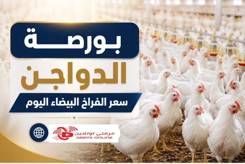 «نزلت ولا ولعت تاني؟».. أحدث أسعار الفراخ البيضاء اليوم في الأسواق وبورصة الدواجن للمستهلك